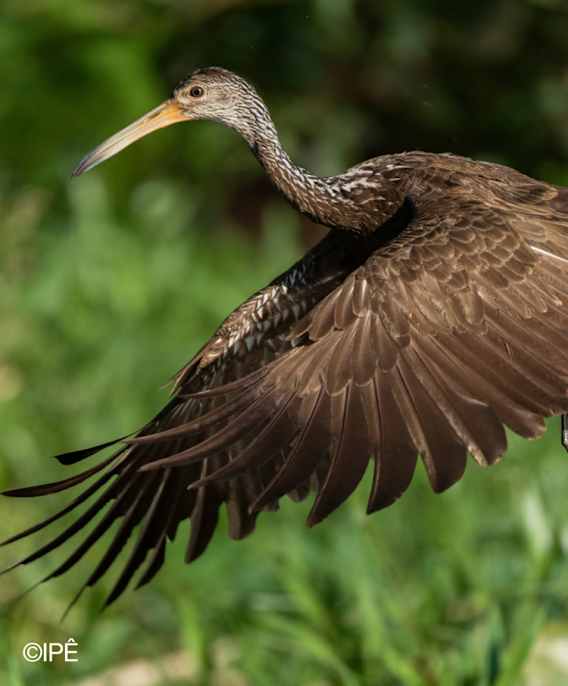 Frequências da floresta: paisagens sonoras da floresta atlântica