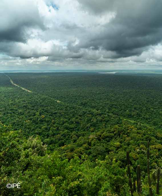 Forest Frequencies: lydbilder fra den atlantiske skogen