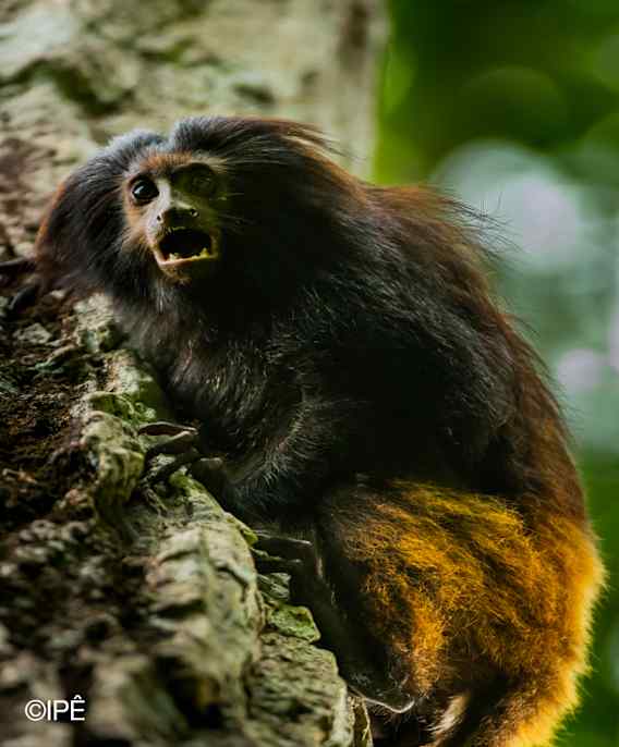 Forest Frequencies: lydbilder fra den atlantiske skogen