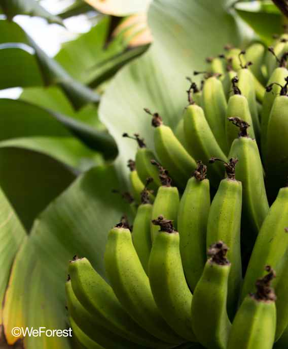 Leśne częstotliwości: pejzaże dźwiękowe Mata Atlântica