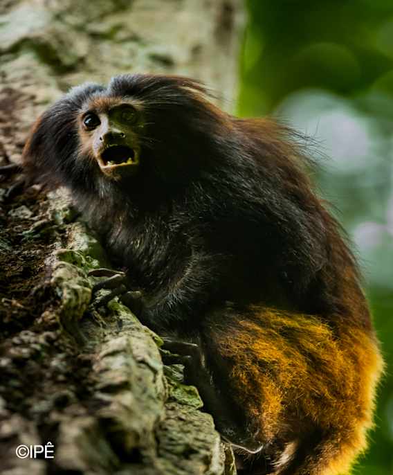 Forest Frequencies: Atlantic Forest Soundscapes