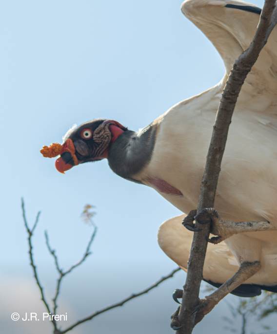 Forest Frequencies: Atlantic Forest Soundscapes