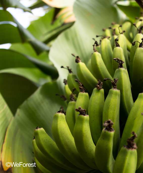 Frequências da floresta: paisagens sonoras da floresta atlântica