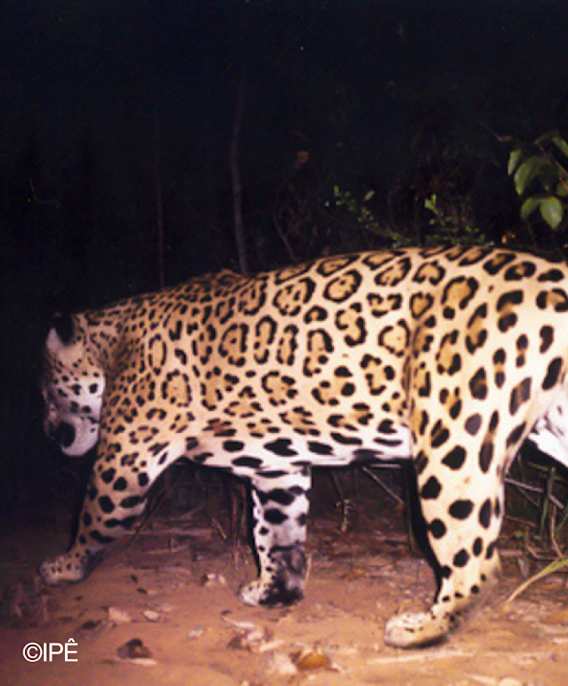 Forest Frequencies: Atlantic Forest Soundscapes