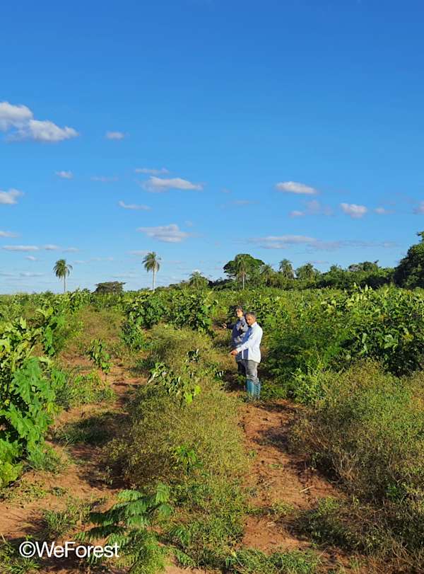 Frequências da floresta: paisagens sonoras da floresta atlântica
