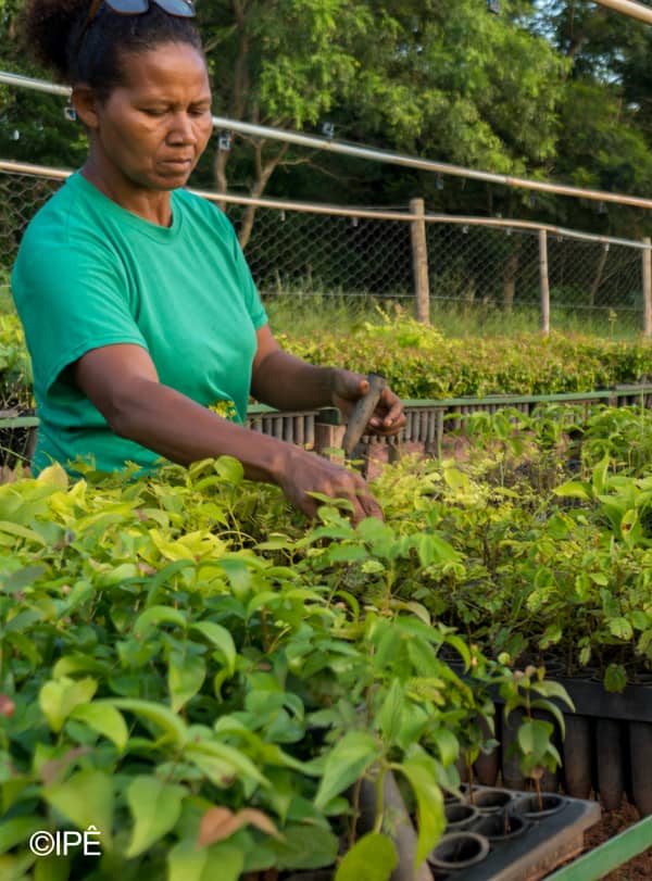 Forest Frequencies: Ljudlandskap från skogarna vid Atlanten