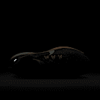 รองเท้าวิ่งเทรลผู้หญิง Nike Pegasus Trail 5