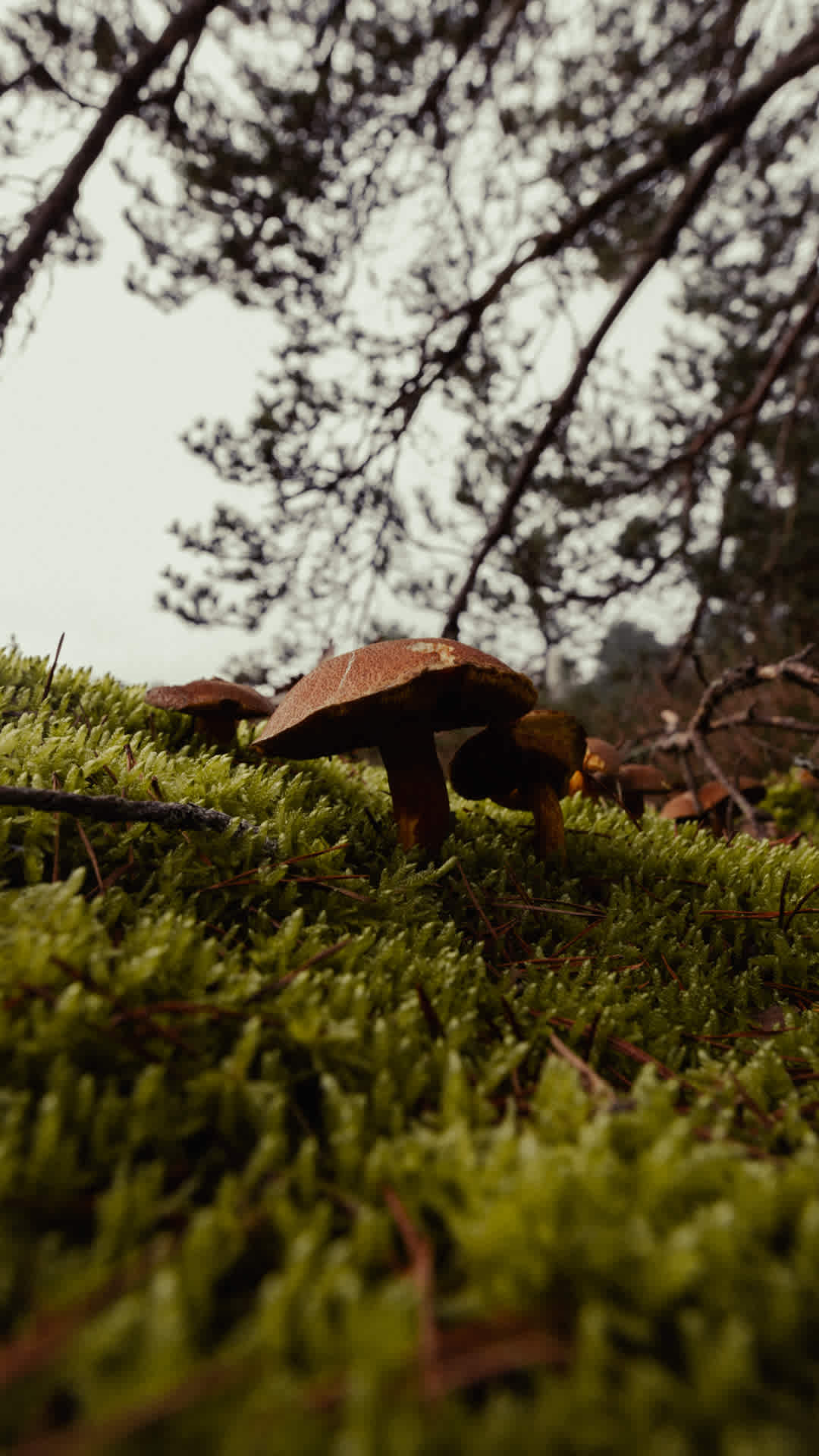 SNKRS Hiking Club: 10.ª edição